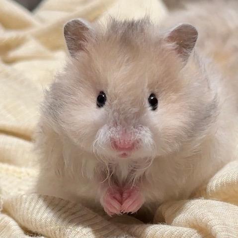 小恩萌宠