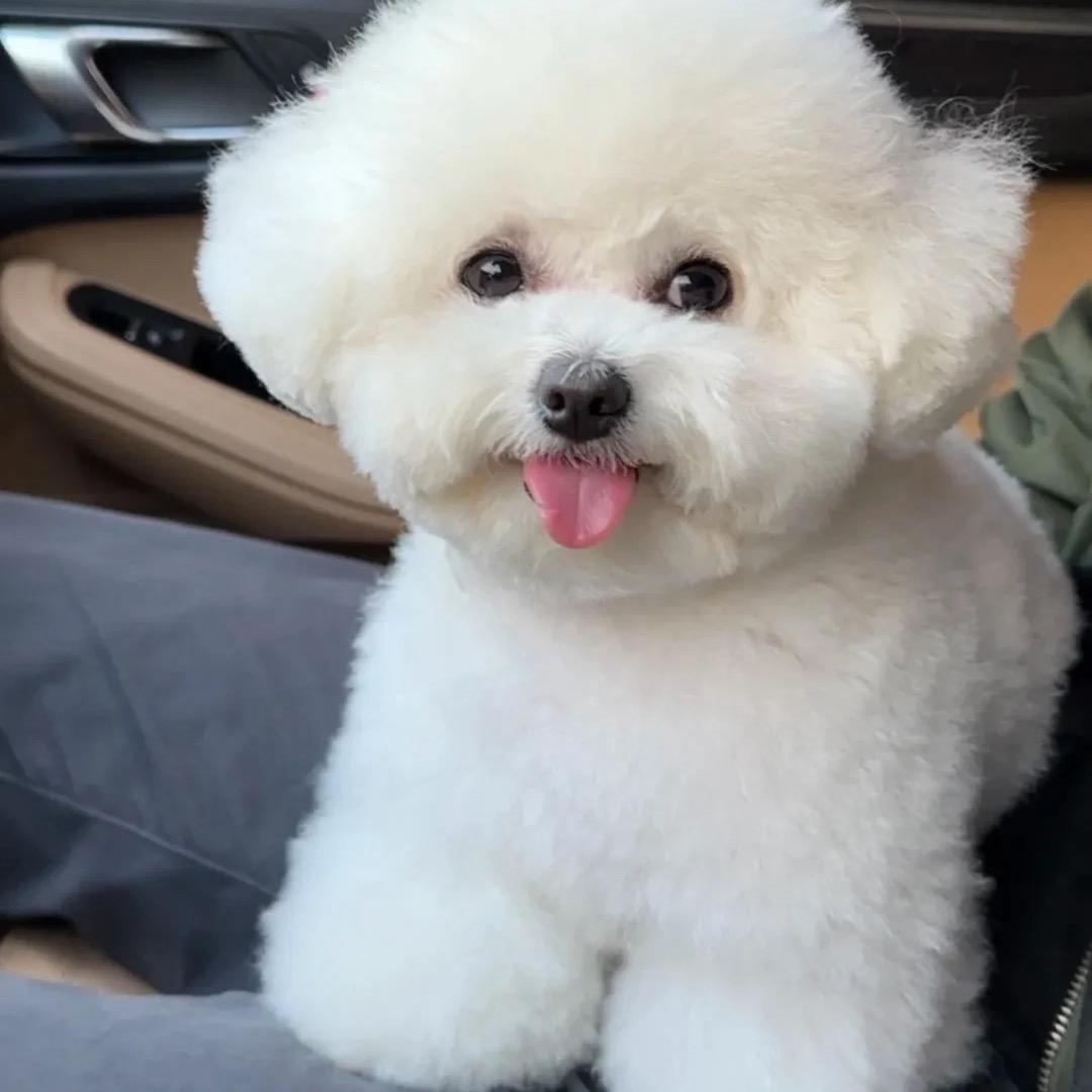 趣牧狗狗