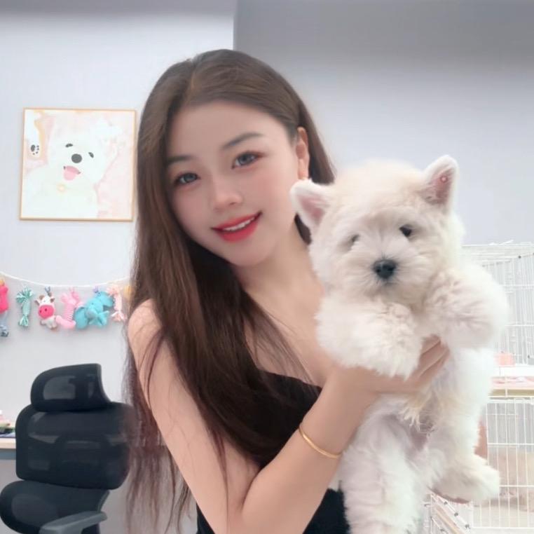 奶芙是只小比熊