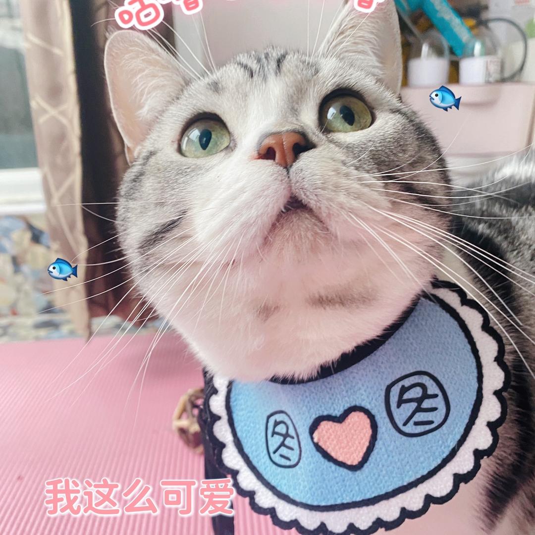 咬一口图图