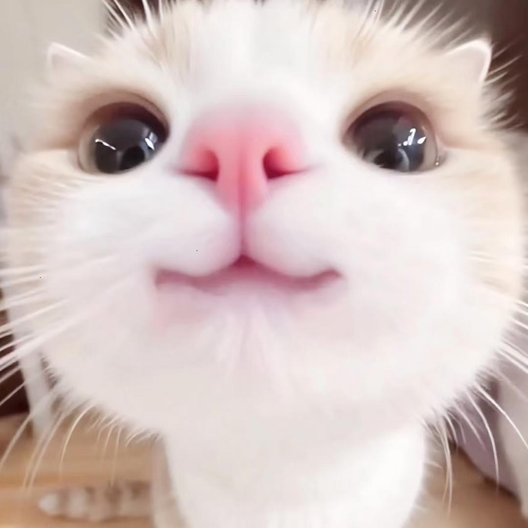 聚龙小镇松果部落