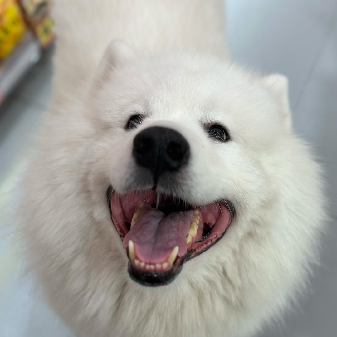 减肥李