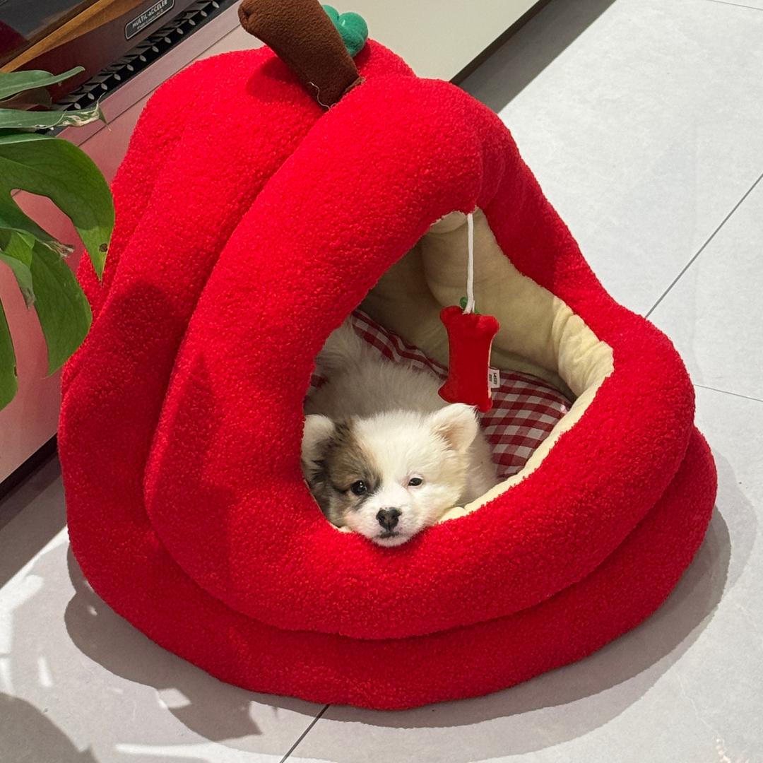 来福的抖音圈（狗来福）