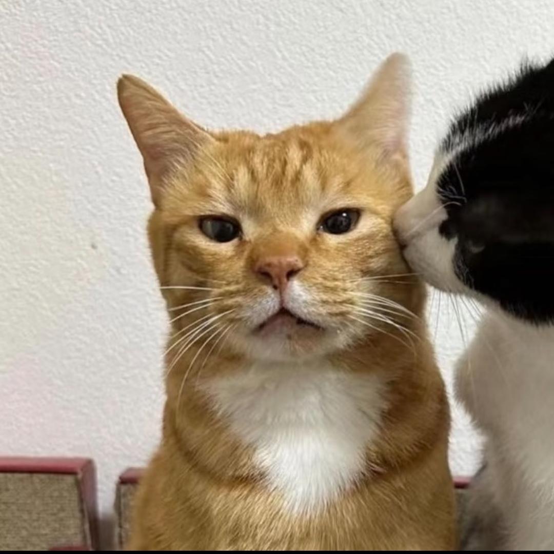 小猫咪殿下
