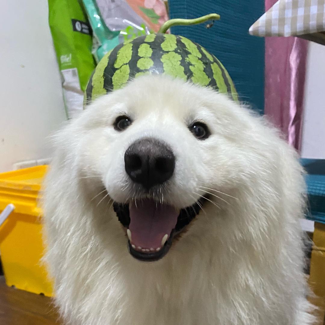 雪球大球哥💖