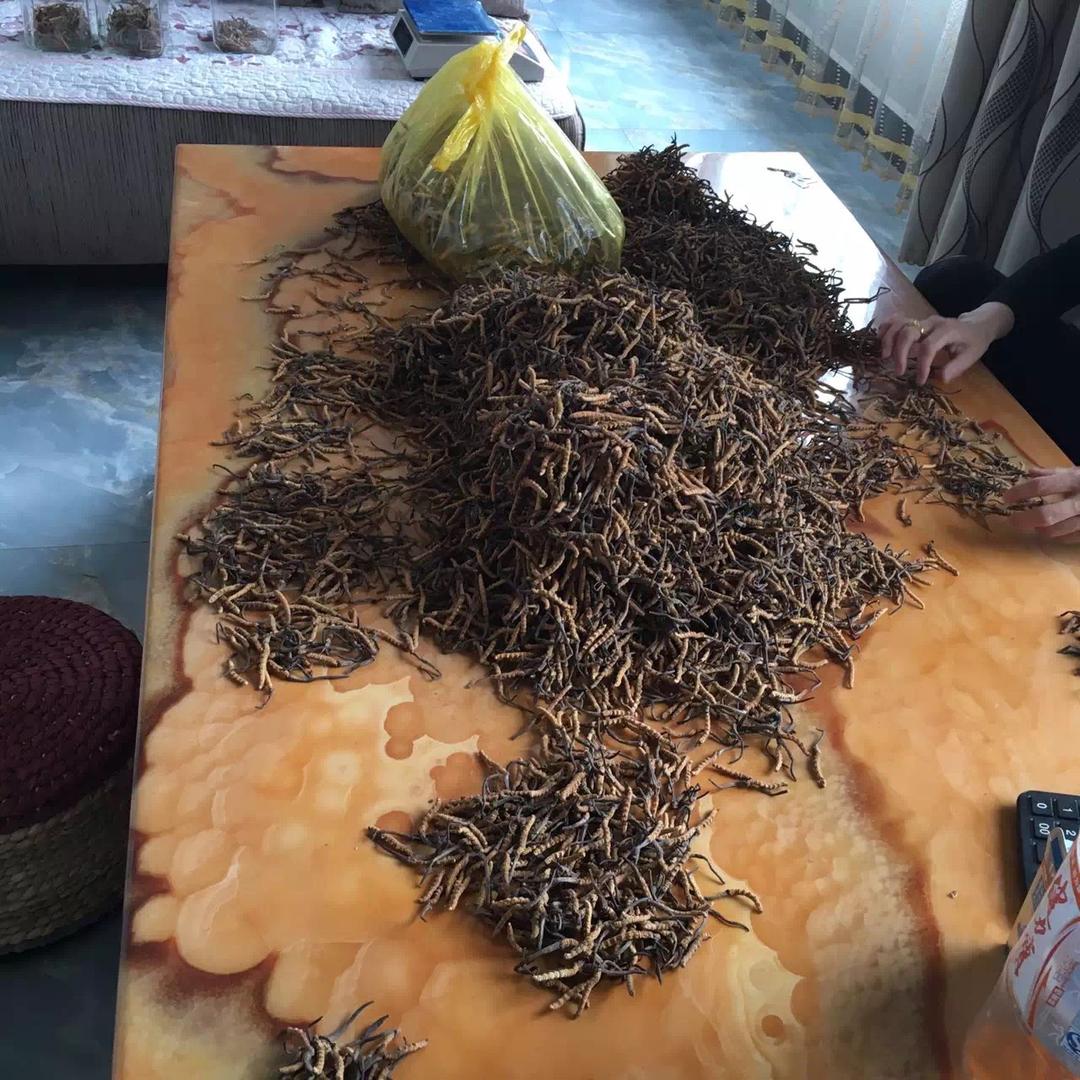 云达中药材：农乐养殖基地