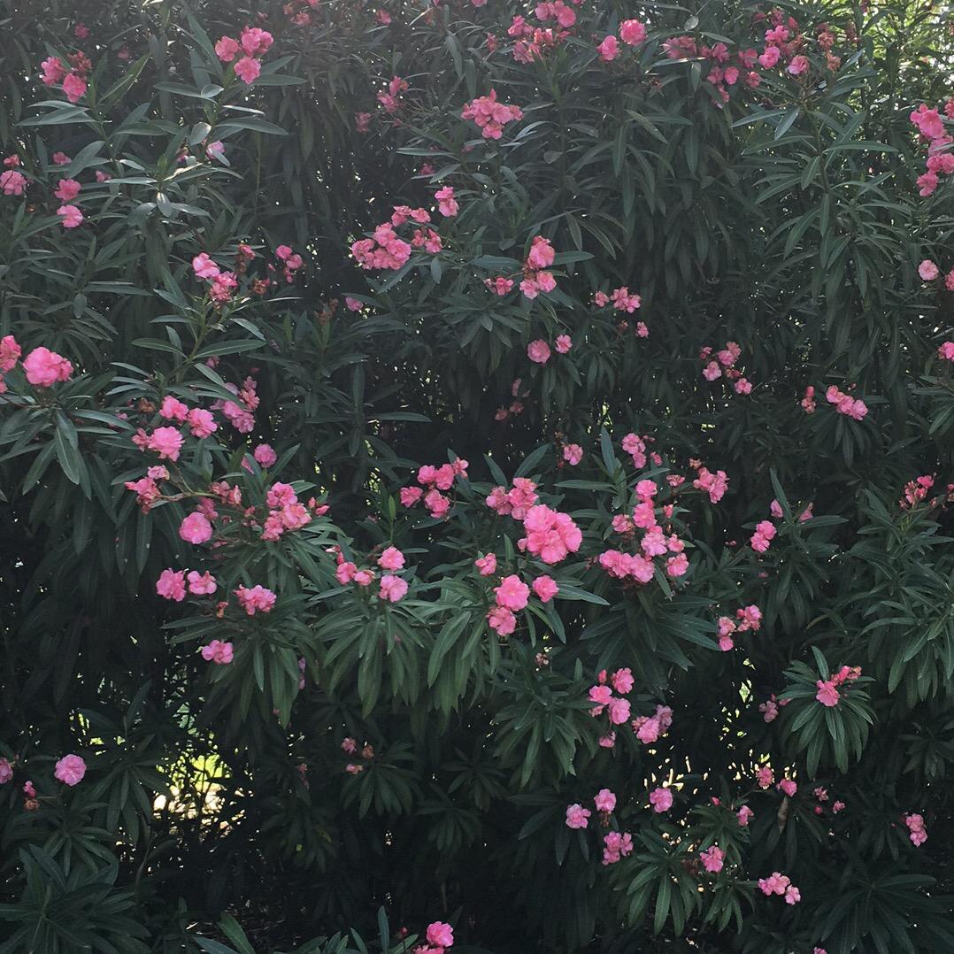 偷偷许心愿