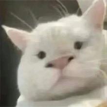 嘉嘉子