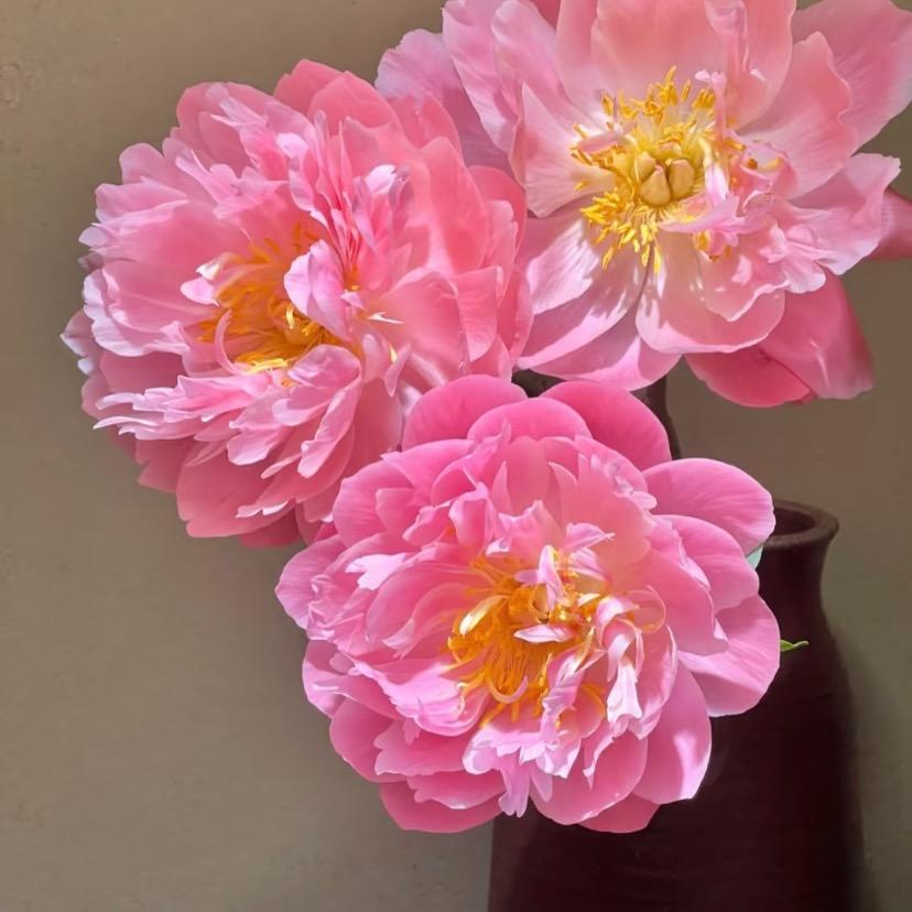 醉染芳华