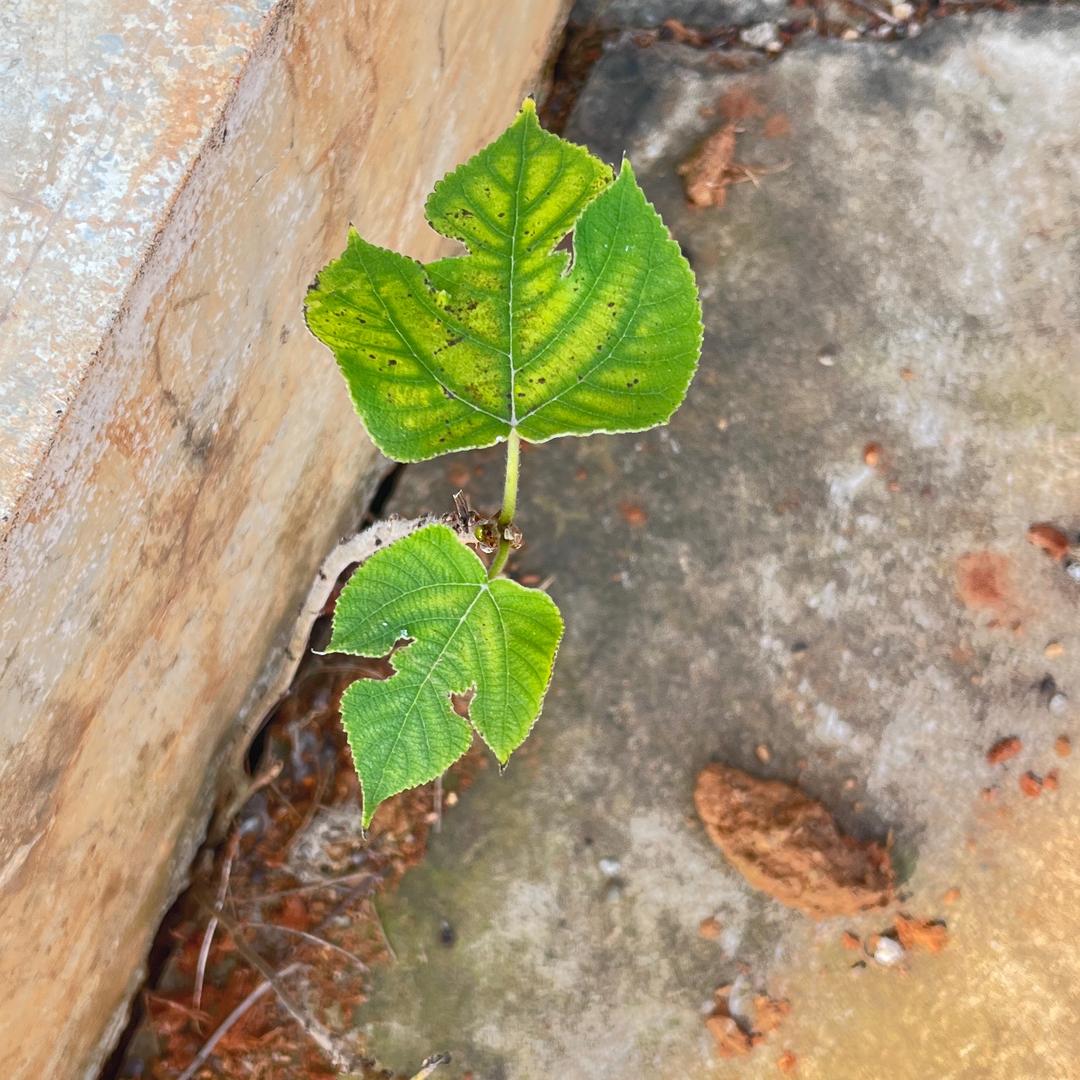 阿飘头像