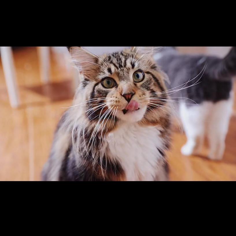 卡卡和她的长毛狸花