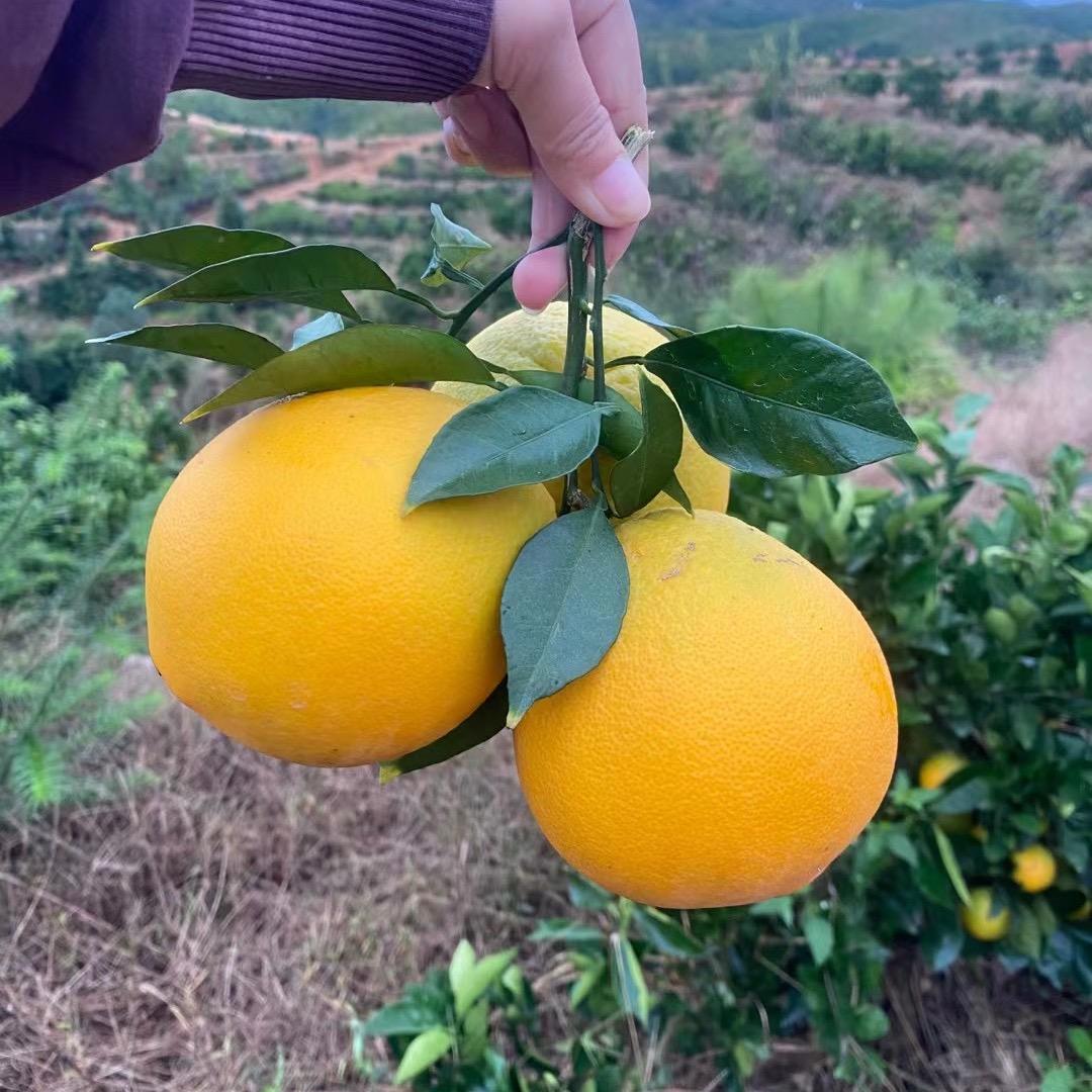 橙意果农
