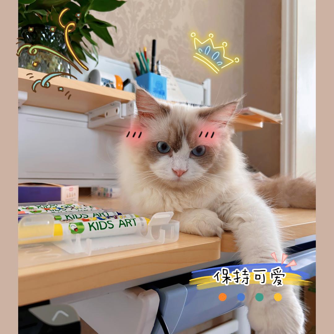 秋刀鱼爱上猫