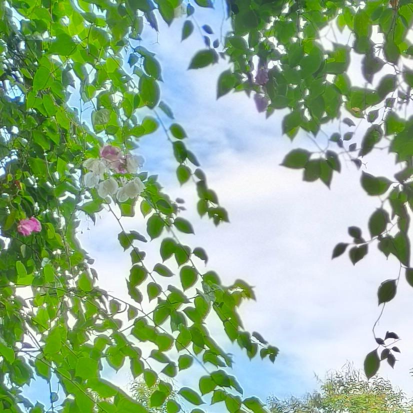 翠