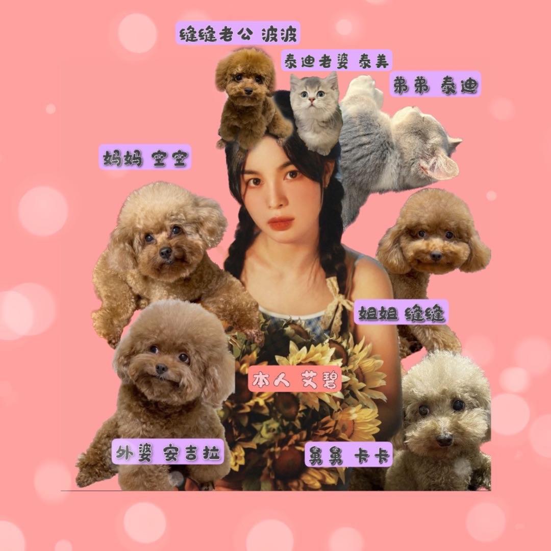 四个泰迪的妈妈艾碧