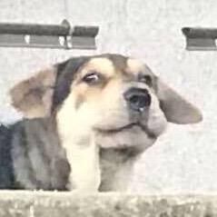 刚出炉的芝麻酱