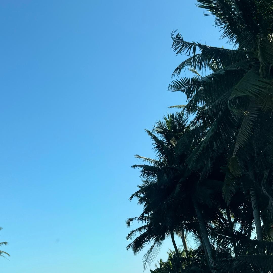胖橘崽崽
