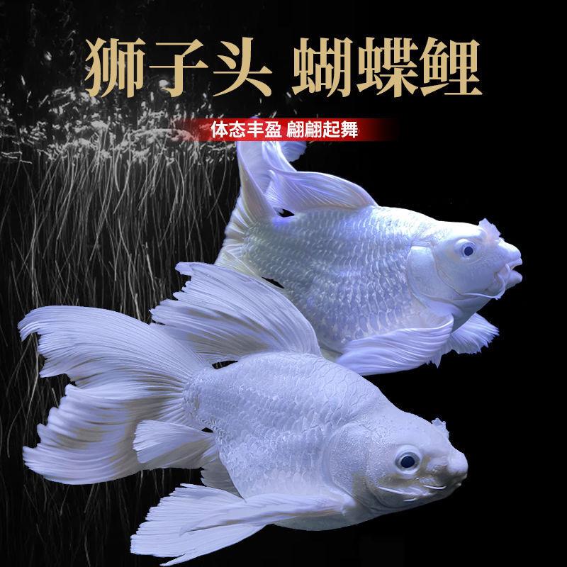 凤城蝴蝶鲤