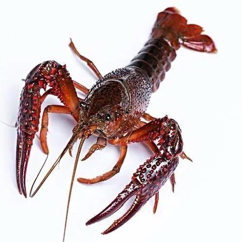 🦞雅安—李龙虾