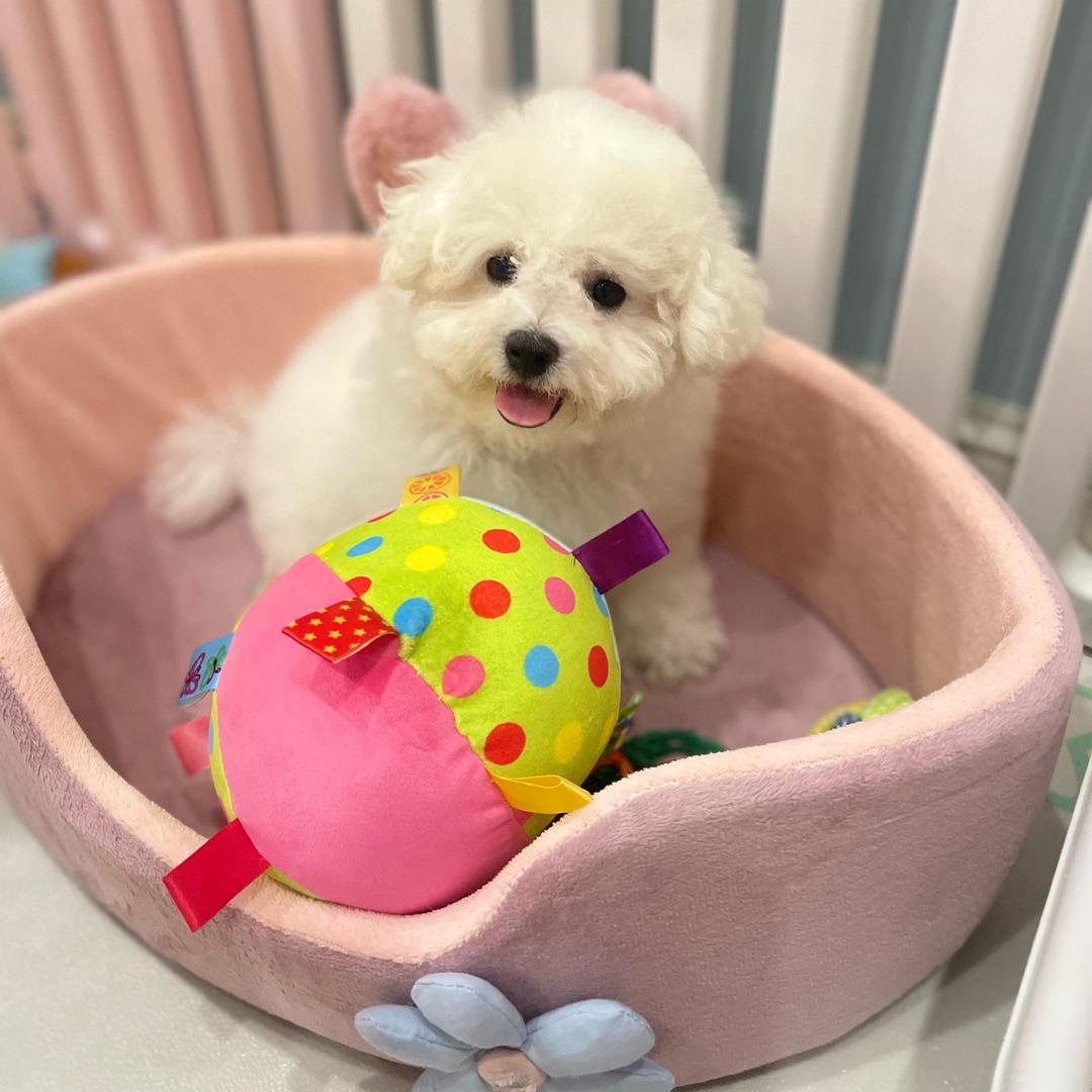 黛星辰🎋哈里小姐姐