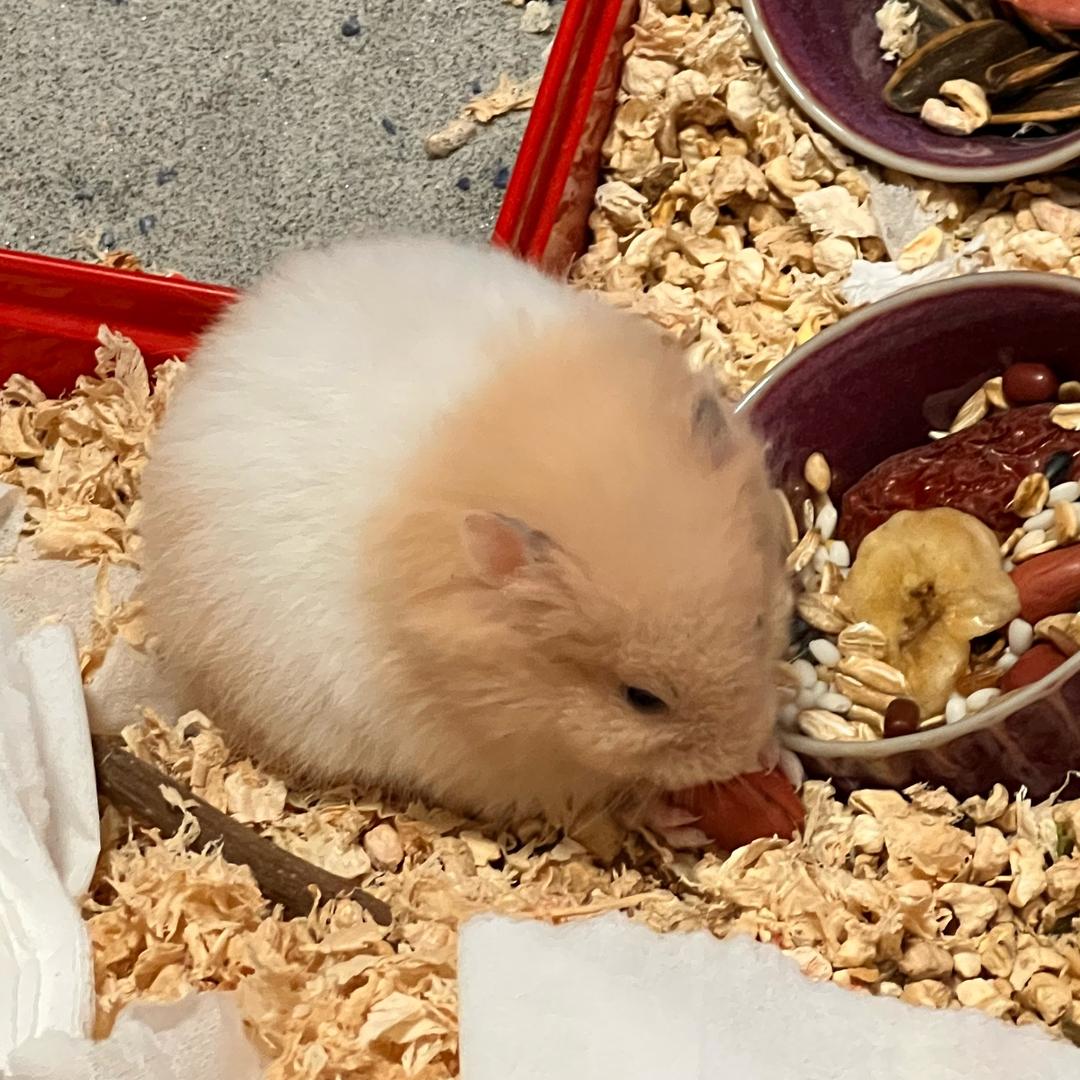 脆脆鲨（养鼠版）