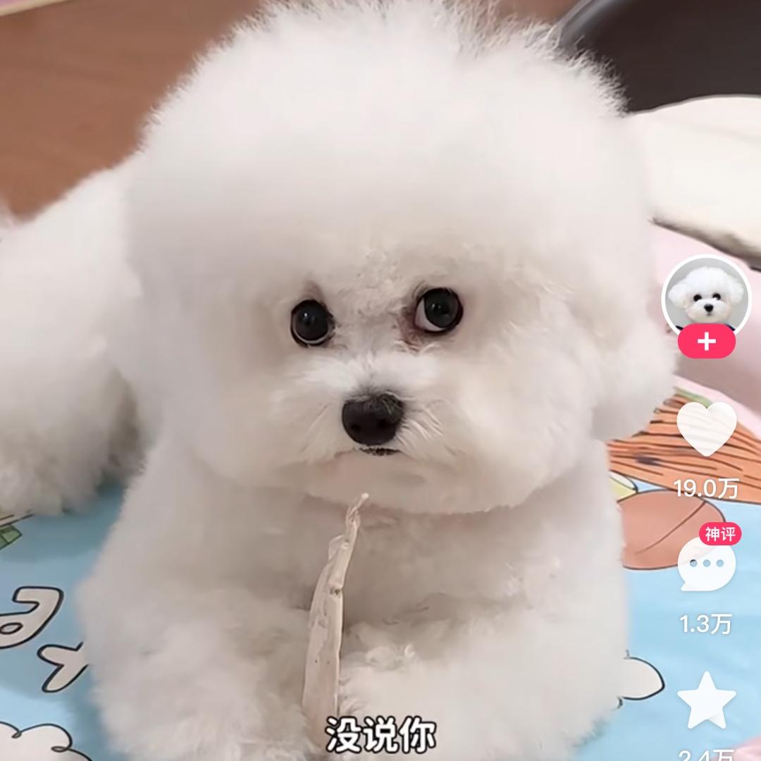 小三比熊