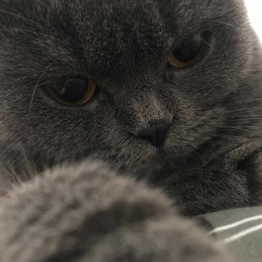 小小猫初一(清货)