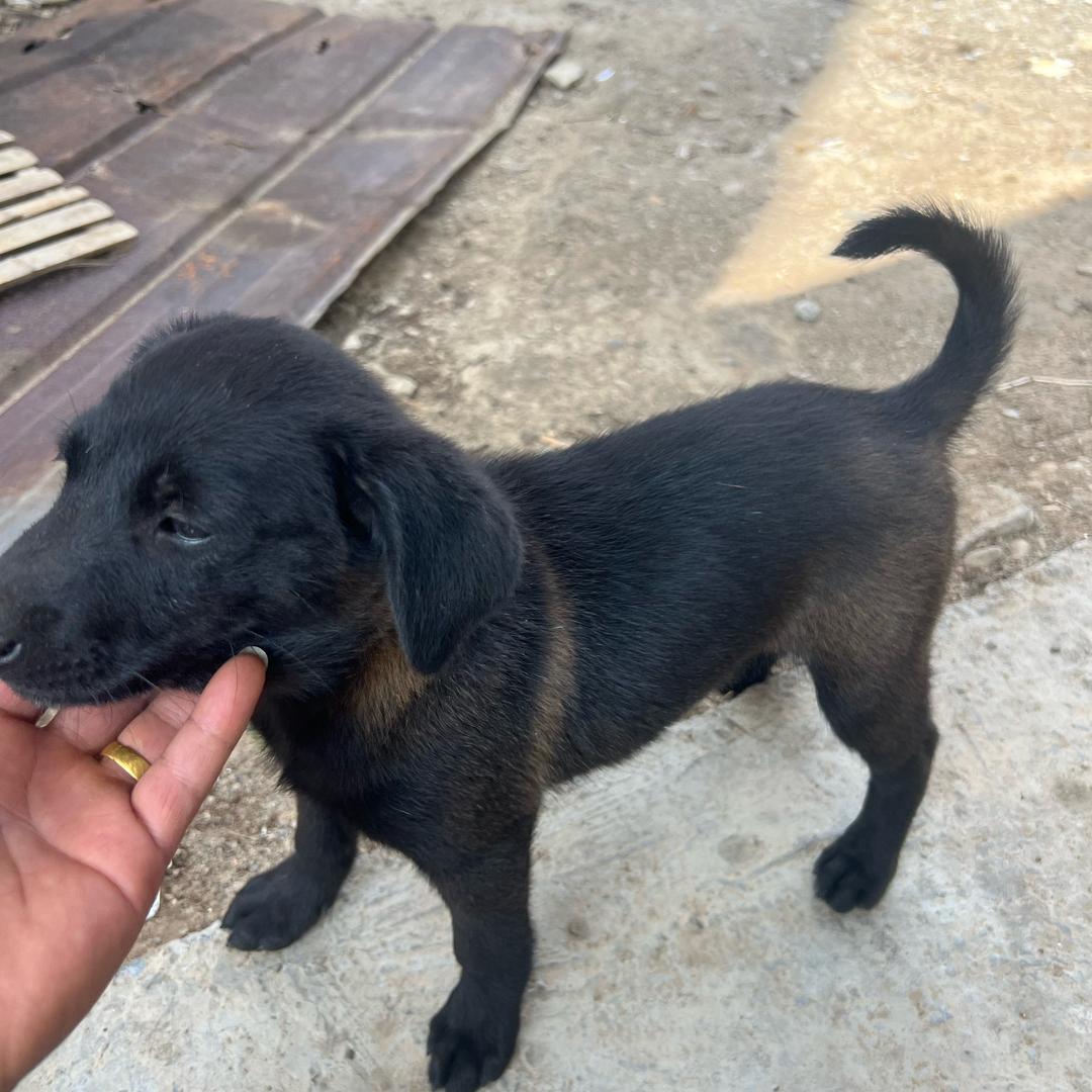 崛起的猎人，阿三