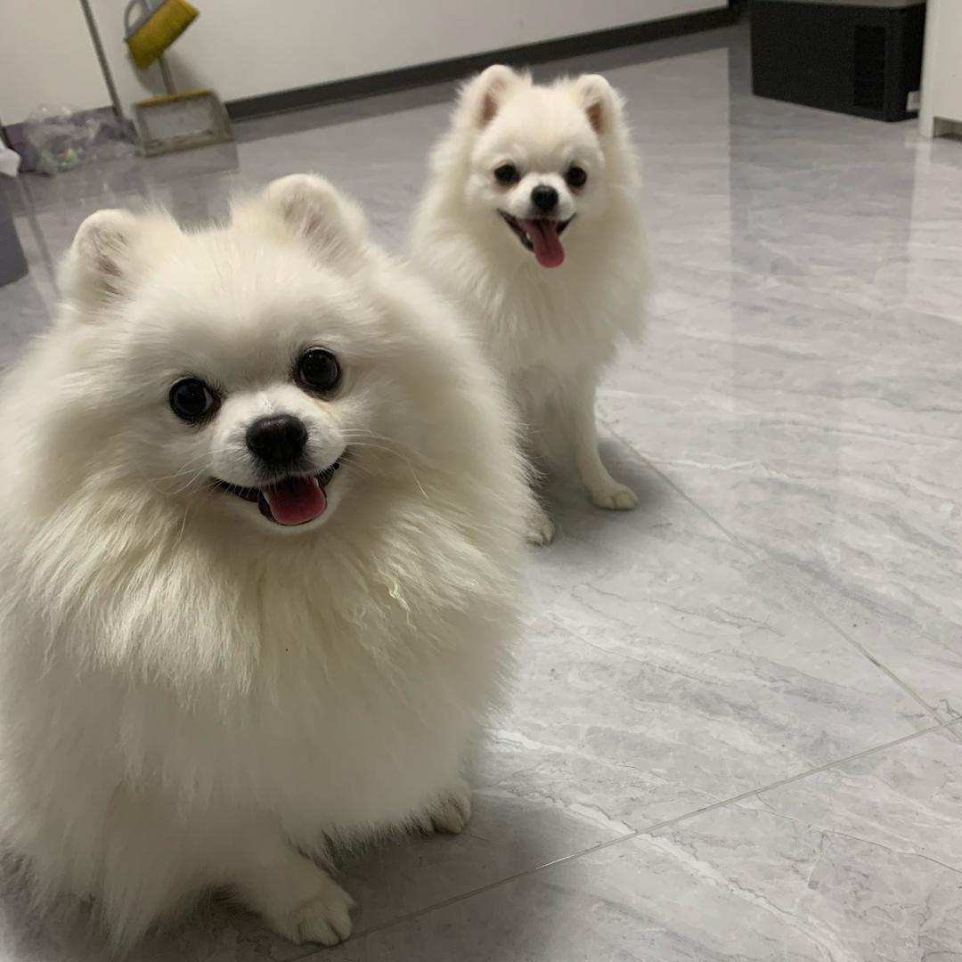 小朱佩奇(精品博美犬）