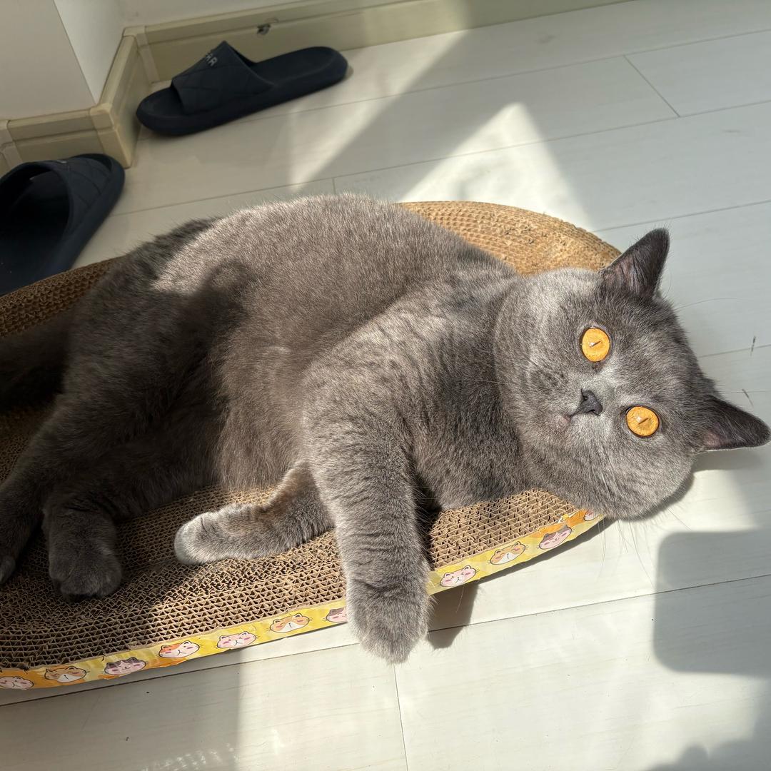 毛毛的日常生活