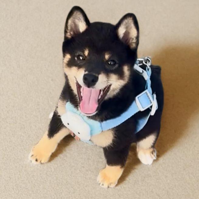 小煤球