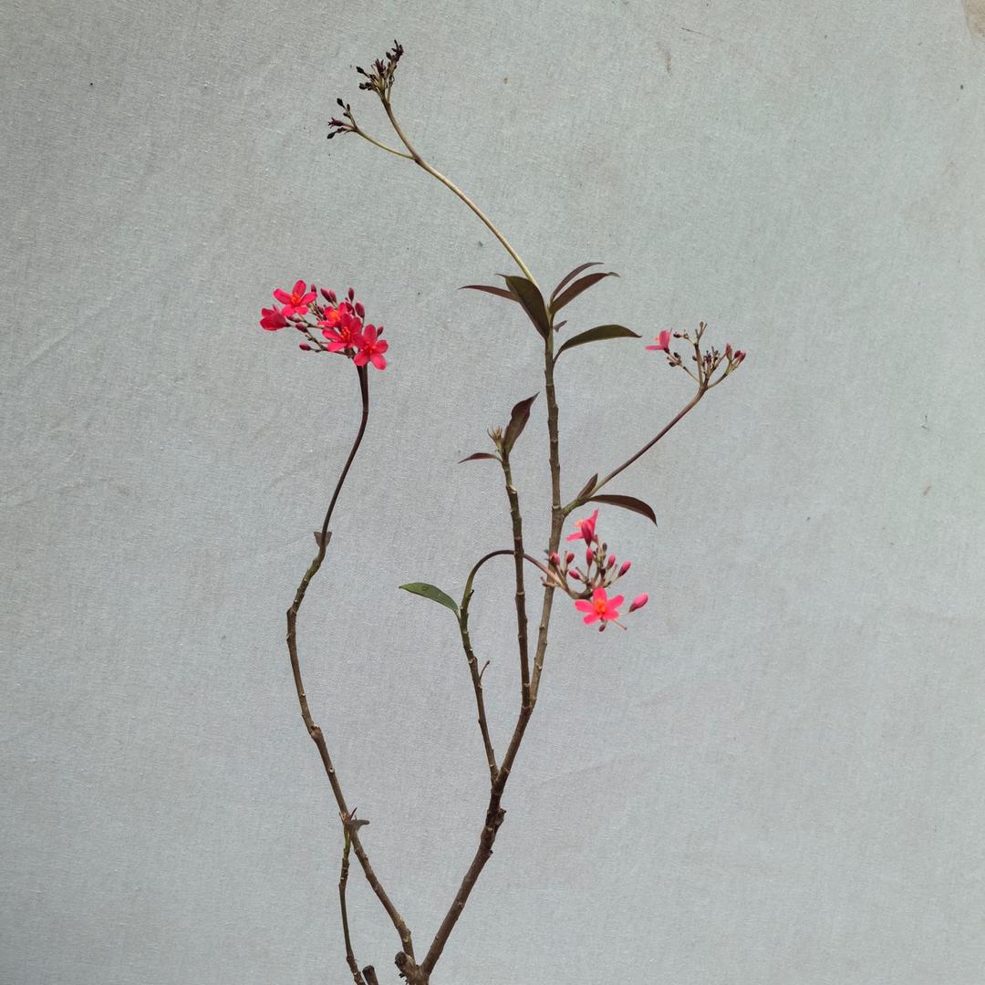 梁悦悦