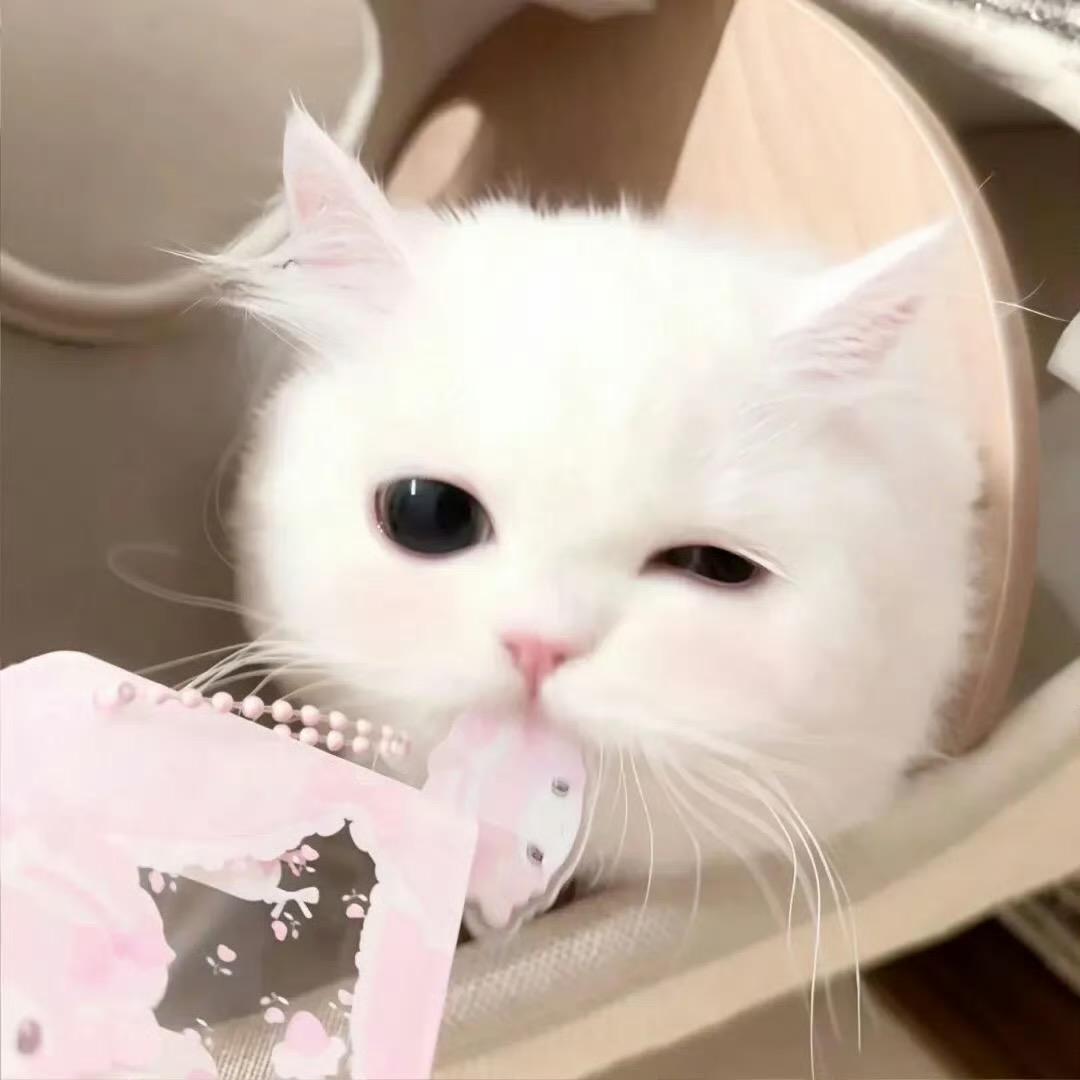 桔za