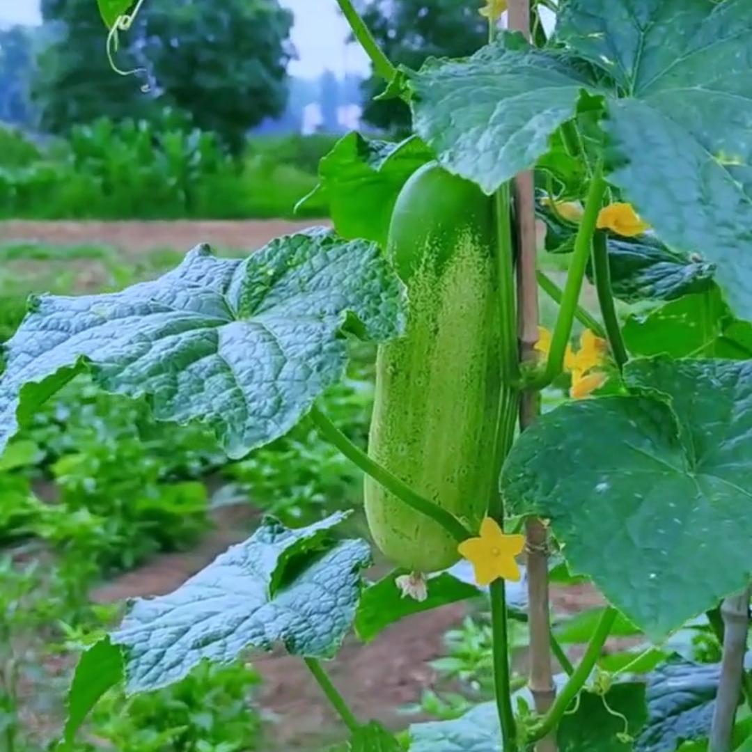 大山里的小忙人