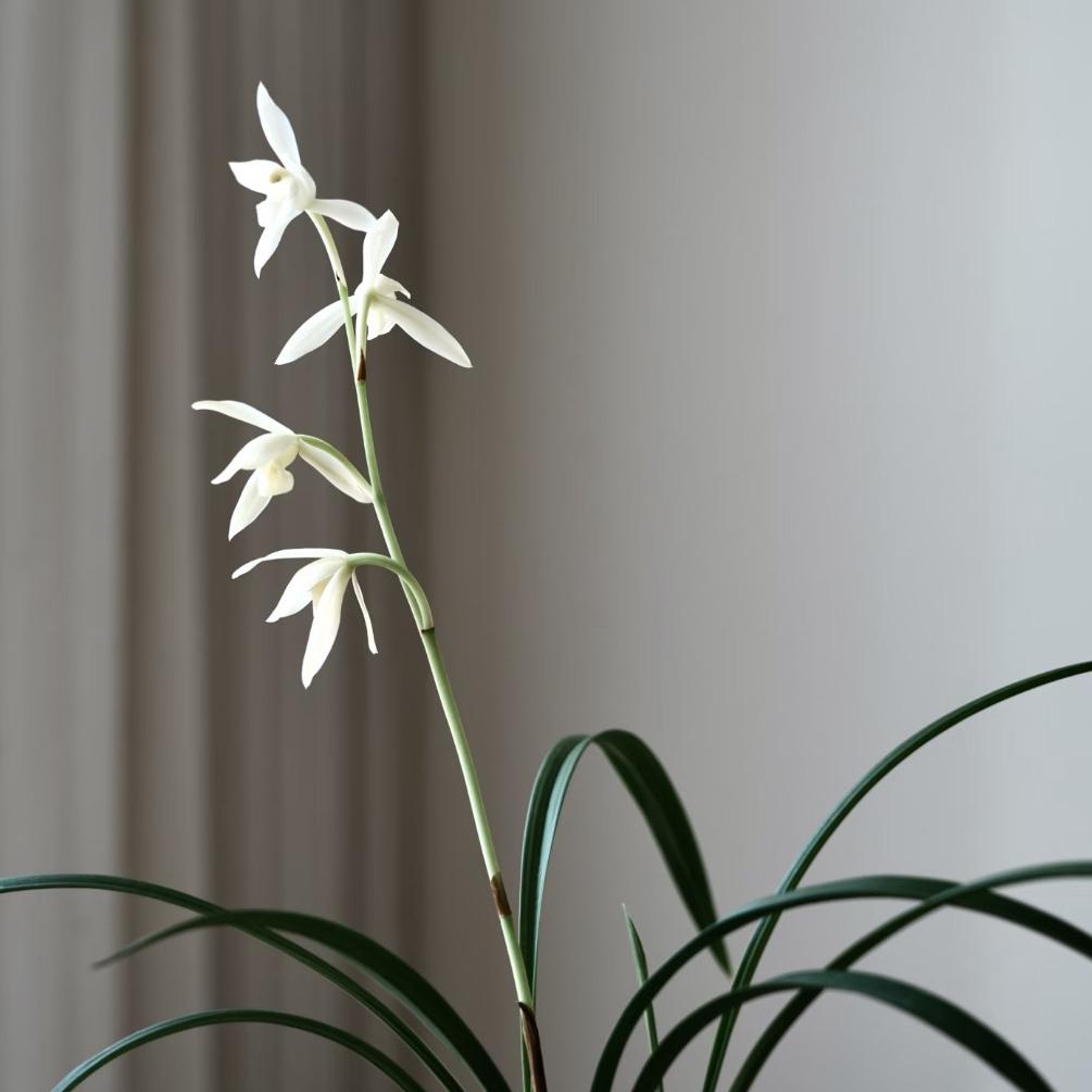 朵小姐的棉麻铺子