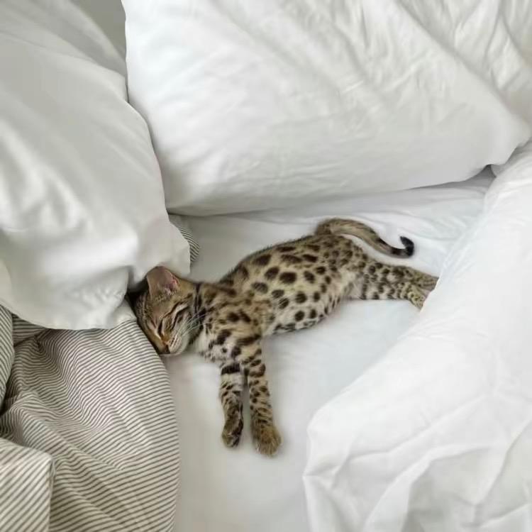 業子