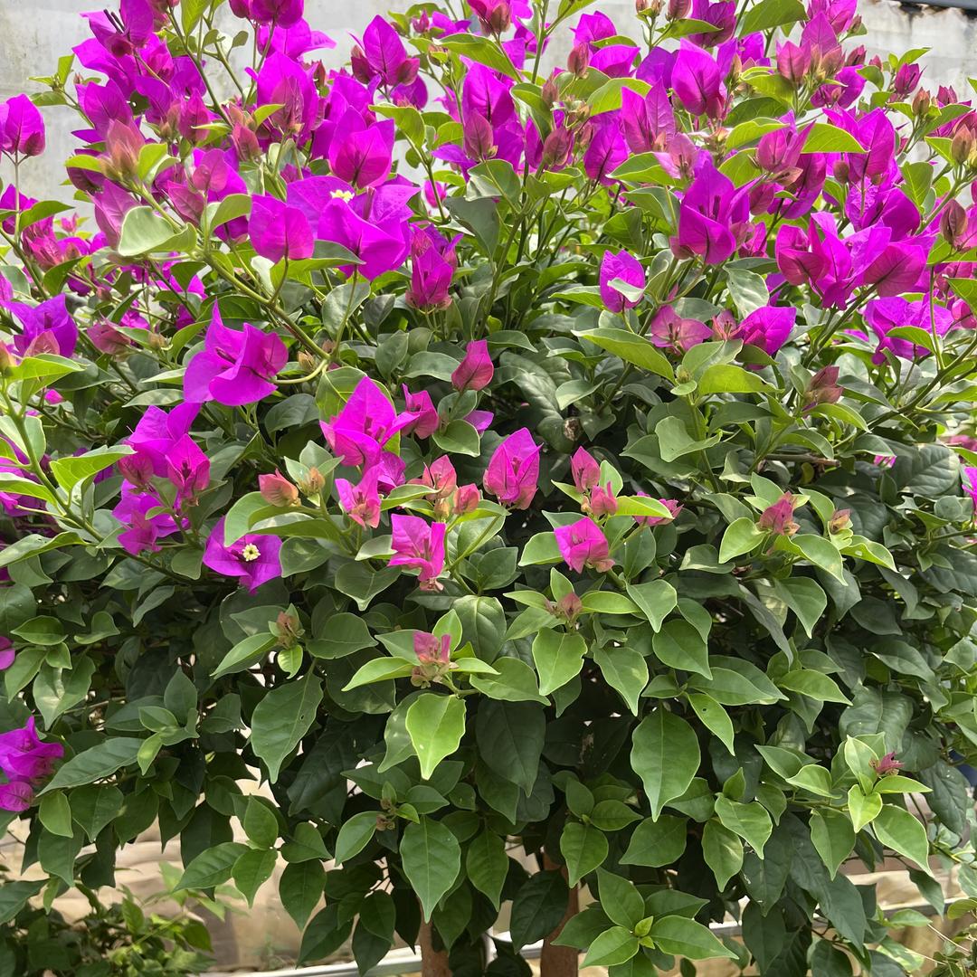 明木花园