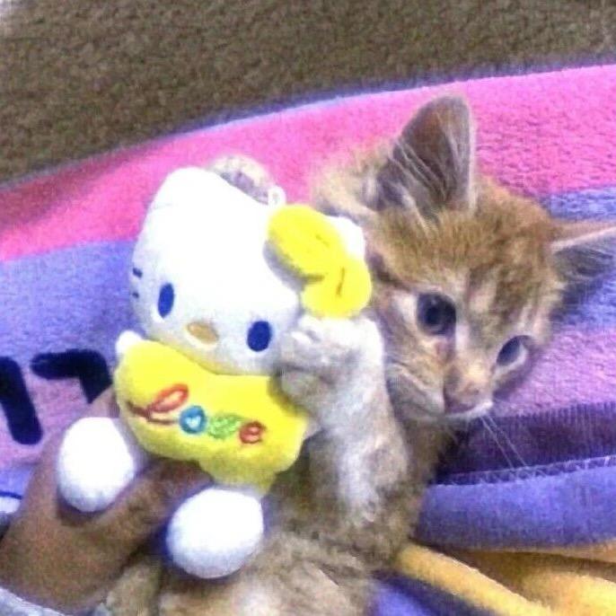 @小蜜蜂🐝肘击