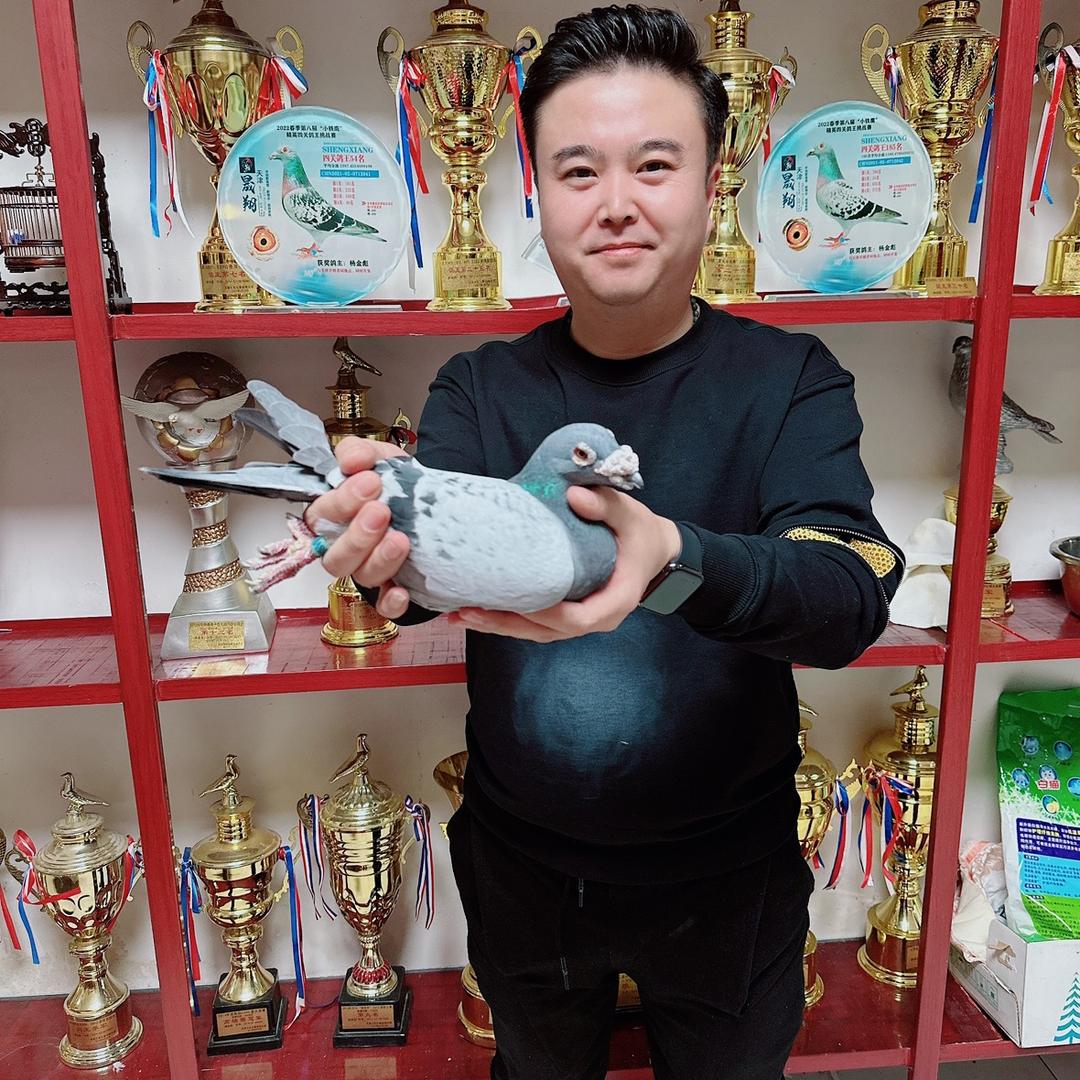 强子赛鸽--房伟强