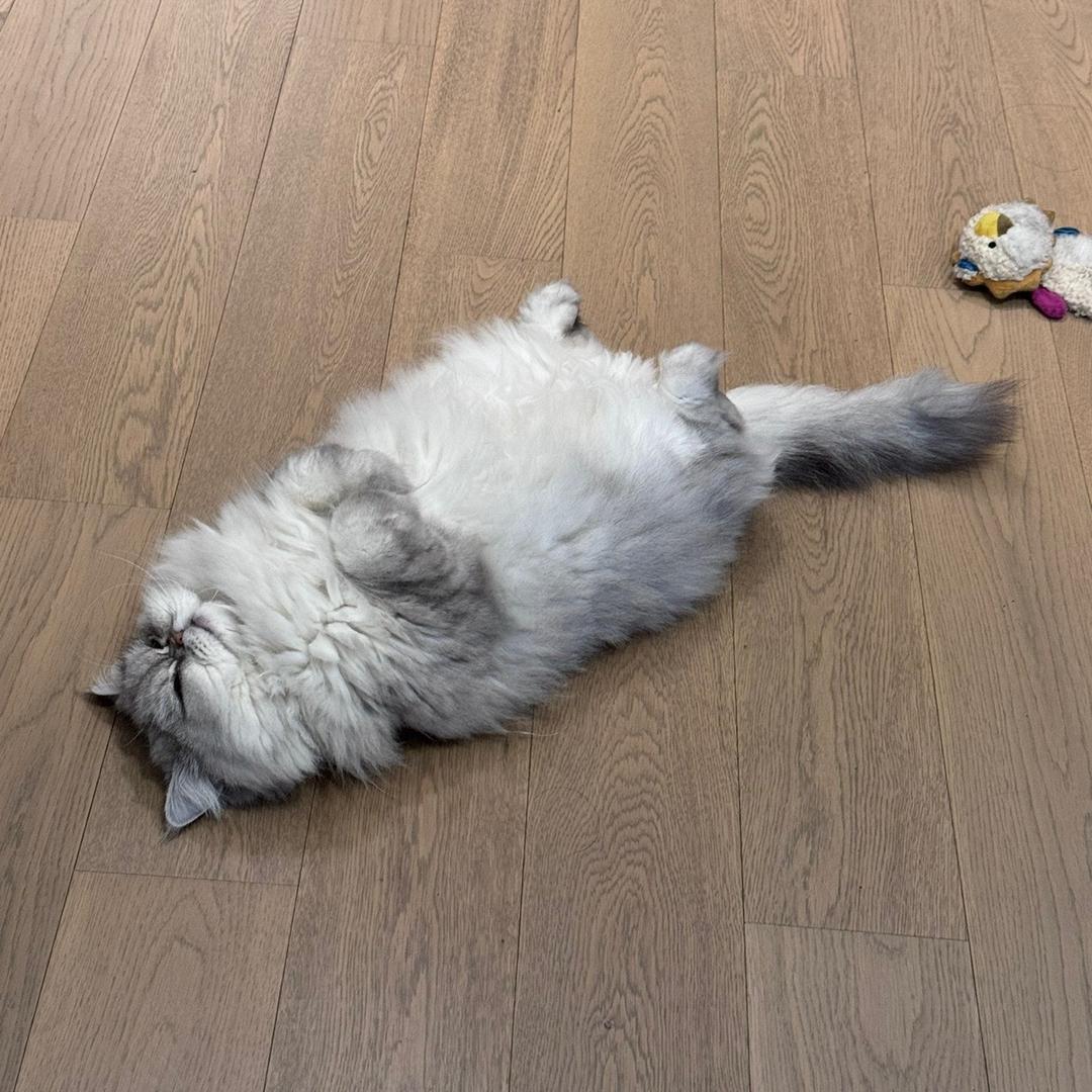 南宁五州茶店雅松-蓝兰运营号