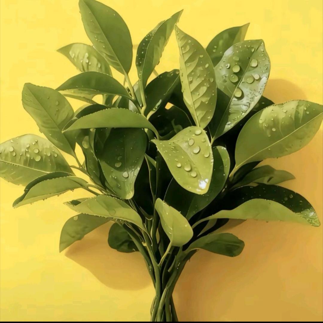 好运加满100%⚡️