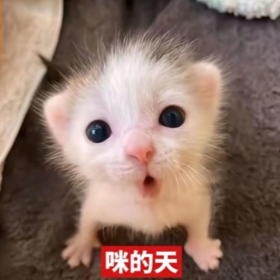 Puddcat