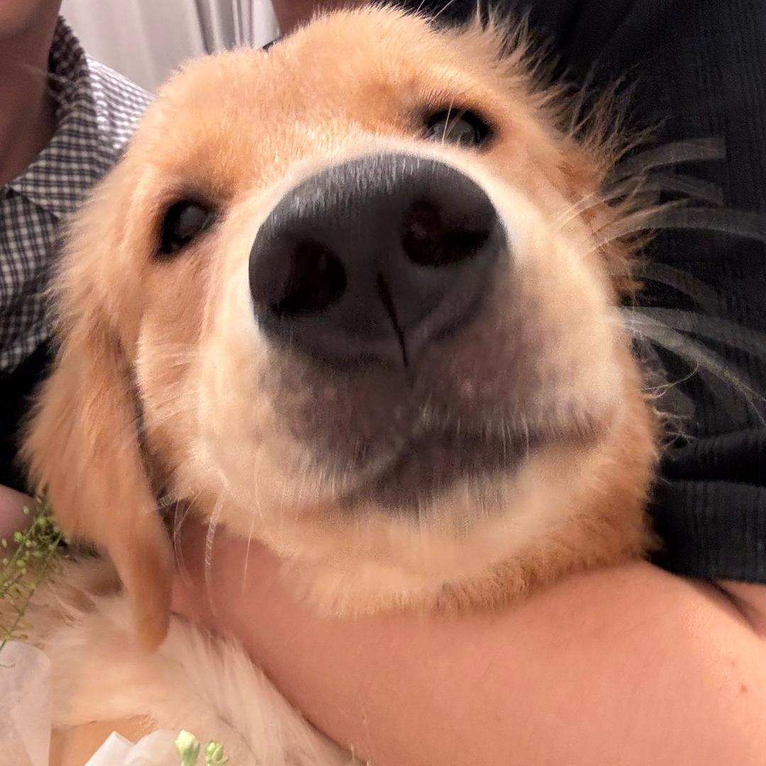 蛋黄酥