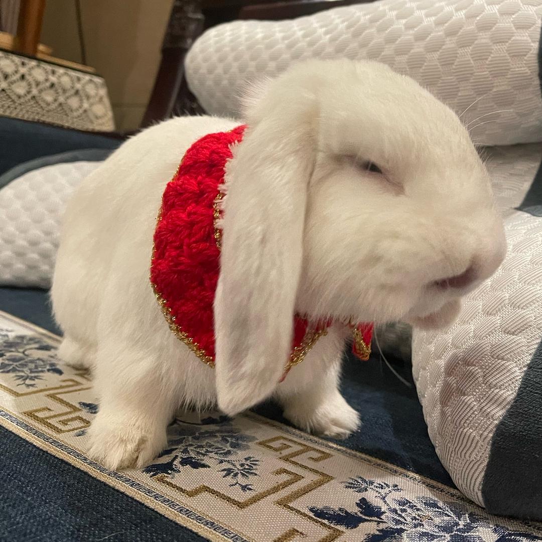 战哥弟弟爱你💗🦔