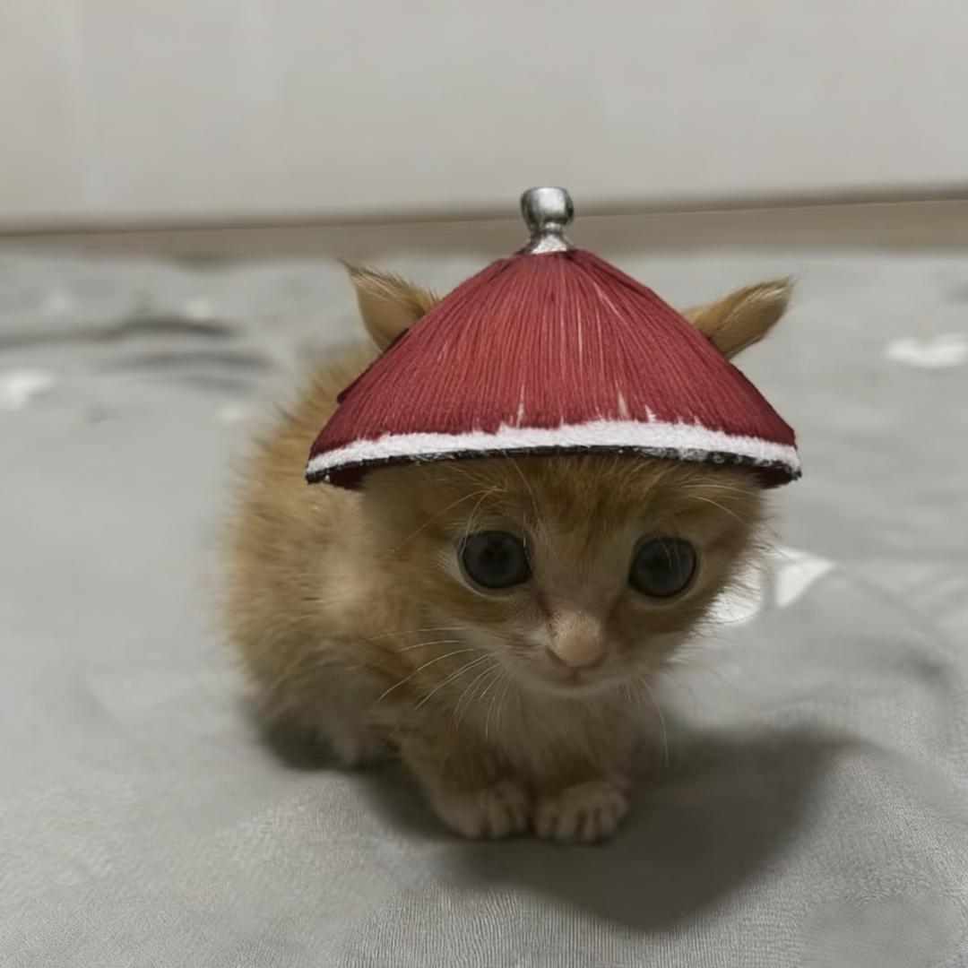 巴黎世家的驴