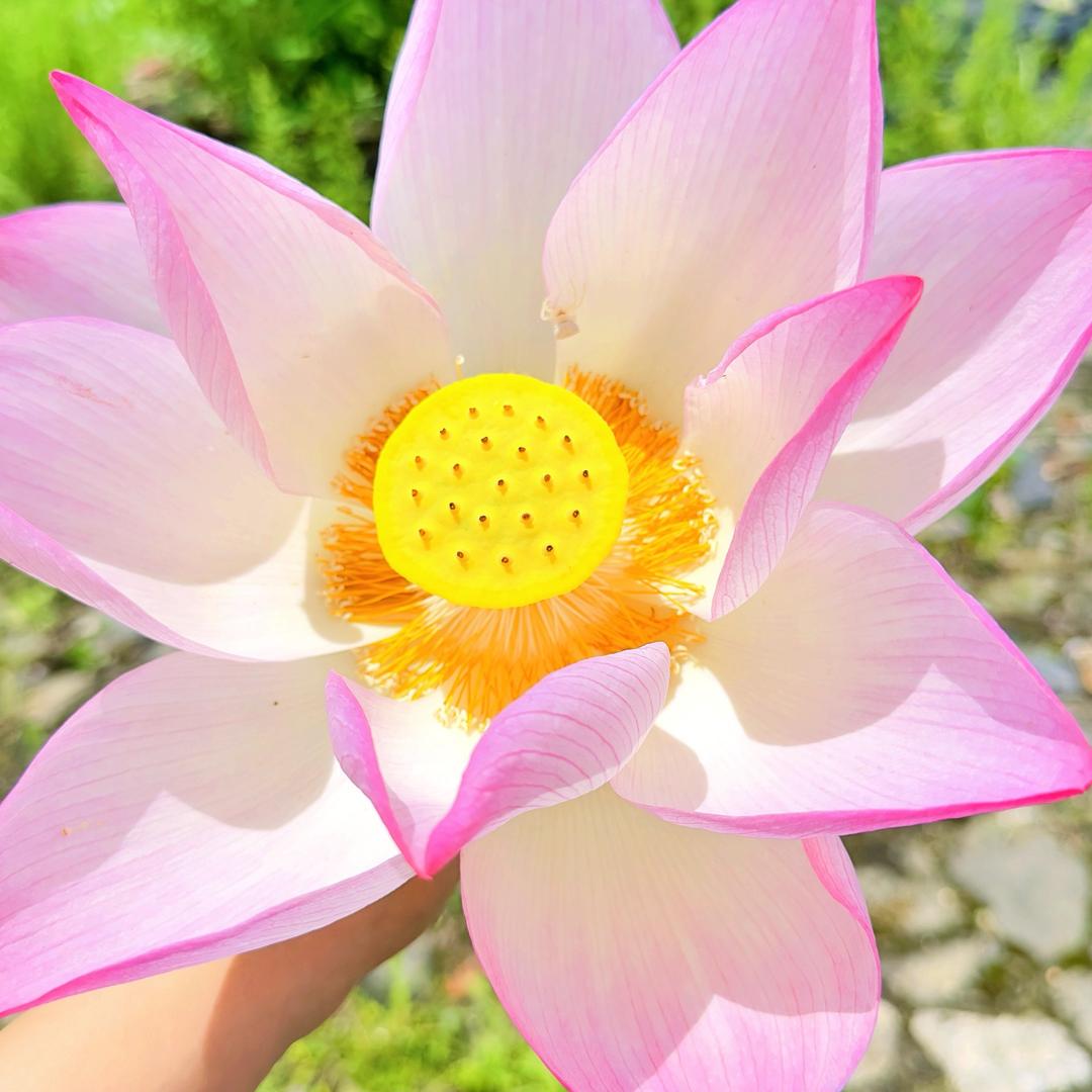 山月花开🌸