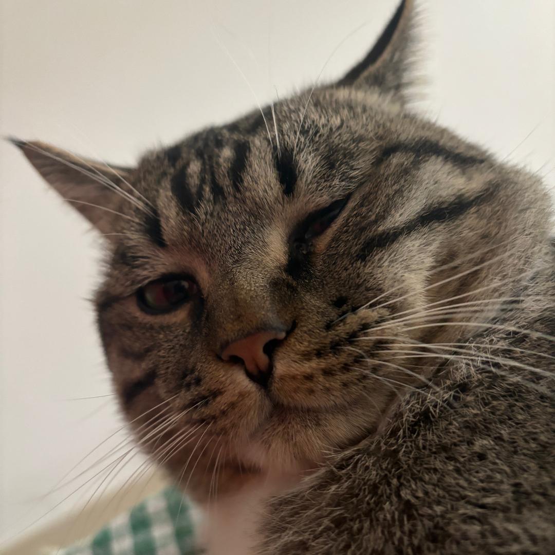 老八是只喵