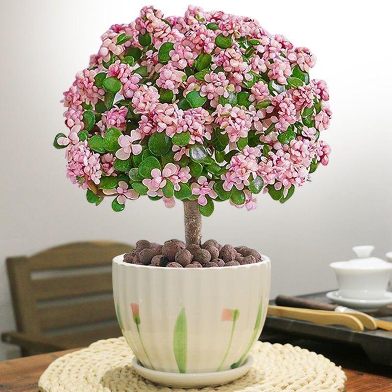 花之诺园艺