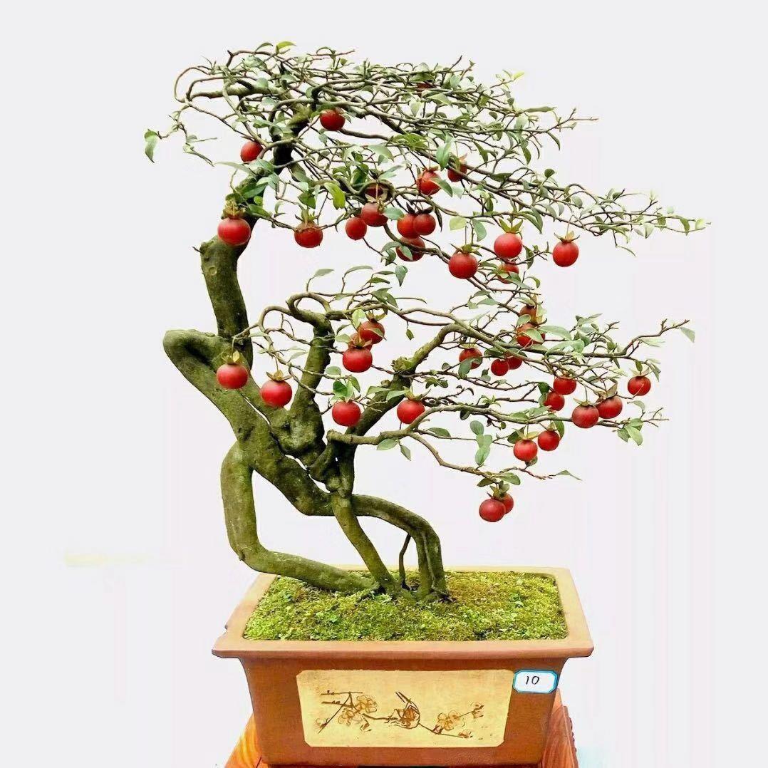余景园艺