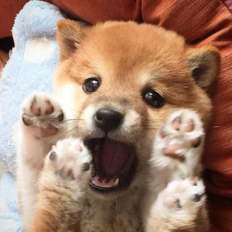 XM小梅